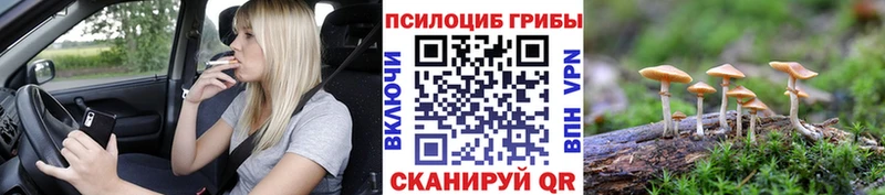 Галлюциногенные грибы Psilocybe  как найти наркотики  Шацк 